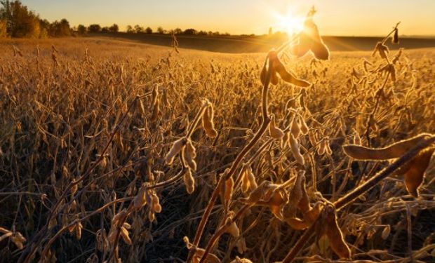 Arranca la semana con subas en los commodities agrícolas.