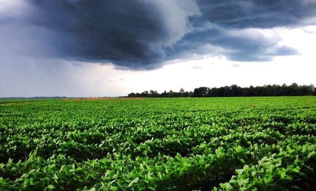 Pronósticos de lluvias sobre regiones productoras de Estados Unidos podrían consolidar los rindes en un momento clave para el desarrollo.