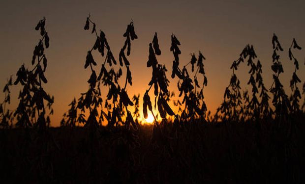 Lunes negro para los granos: la soja en Chicago tuvo la mayor baja diaria en 6 meses