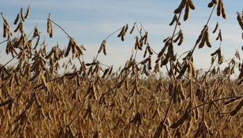 El USDA se llevó puesto a la soja en el mercado de Chicago