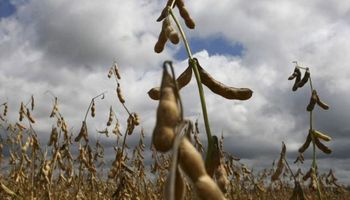Cancelaciones de China hicieron caer a la soja en Chicago
