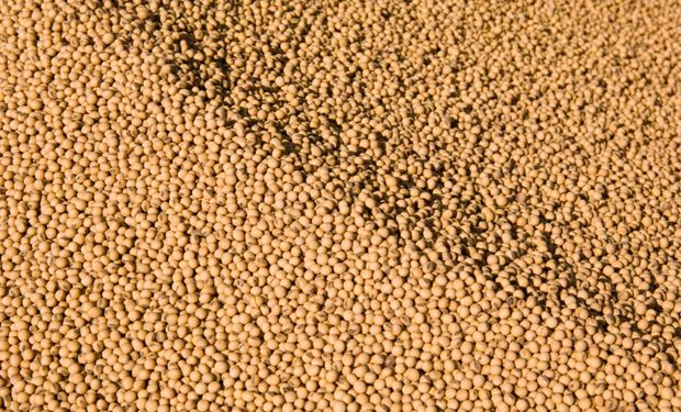 Soja, trigo y maíz, con importante repunte en Chicago: el mercado está pendiente de las pérdidas en Sudamérica