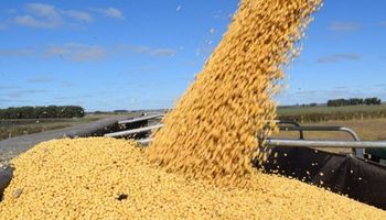 Por qué cayó el precio de la soja local pese a la suba de Chicago
