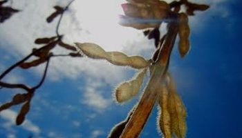 Jornada positiva para la soja en Chicago y el mercado local