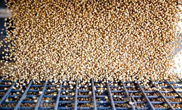 Leves subas para soja y maíz en Chicago: se sigue con atención si el USDA reporta o no ventas a China
