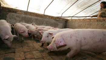 ¿Nuevas cepas de peste porcina en China? Por un rebrote, apuntan a vacuna ilícitas