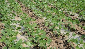 China dejará de acumular inventarios de soja y subsidiará su producción 