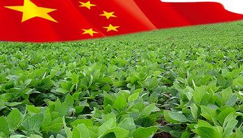 Temor por la economía china generó nuevas bajas para la soja