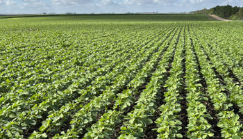 Día por día, cómo sigue el tiempo en el campo