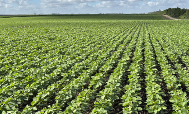 Día por día, cómo sigue el tiempo en el campo