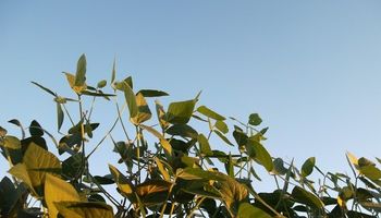 Subas para la soja con pies de barro