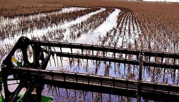 El INTA difundió consejos para una cosecha bajo condiciones adversas