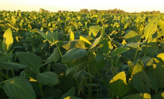 Momento de crucial importancia para el productor, ya que cualquier problema que se presente en el cultivo, podría afectar el rendimiento.