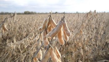 La soja representó un 67 % de la superficie de la gruesa: los hechos que marcaron la cosecha 2019/20