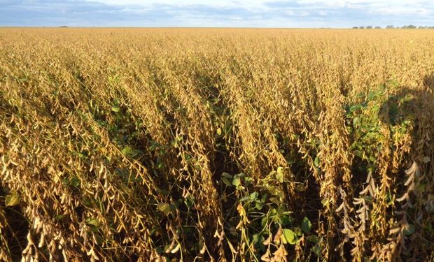 Finalizó la séptima mejor cosecha de soja: por el clima seco, el rinde medio cayó un 12,1 %