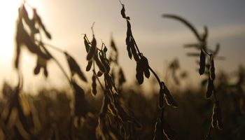 Soja y maíz: ¿vender, cubrir o esperar?