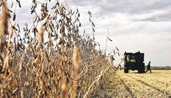 Soja: cosecha local se revaluó 28% en tres meses
