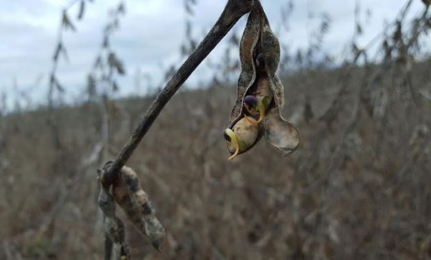 “Esta situación es inédita: nunca antes se habían podrido y germinado tantos lotes de soja en pie”, señaló Marcelo Carmona, docente de la cátedra de Fitopatología de la Facultad de Agronomía de la UBA (FAUBA)