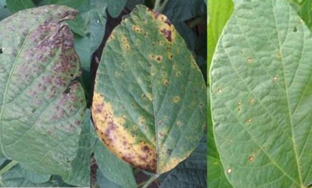 Tizón foliar en híbrido susceptible, lesión de tizón foliar en un híbrido resistente y roya común en híbrido susceptible en siembra tardía