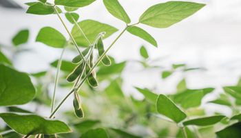 Con más rinde: el líder en soja presenta cinco nuevas variedades y esperan superar las 5 millones de hectáreas en Sembrá Evolución