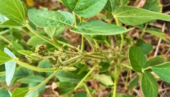 El 40 % de la soja de segunda atraviesa el período crítico con limitantes hídricas