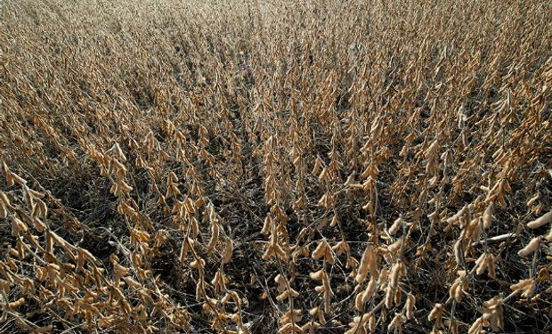 Argentina: el USDA anticipó que la producción de soja de la actual campaña ascenderá a 55,5 millones de toneladas.