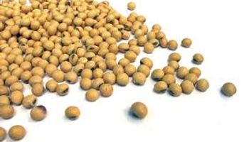 Repuntó el volumen de la oleaginosa