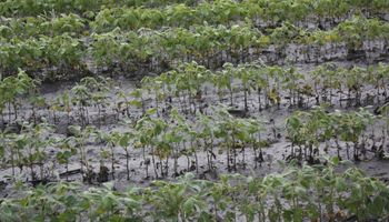 "El Niño" viene con fuerza: los impactos del fenómeno