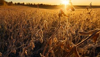 Soja: presión bajista por lluvias en Brasil y ventas técnicas