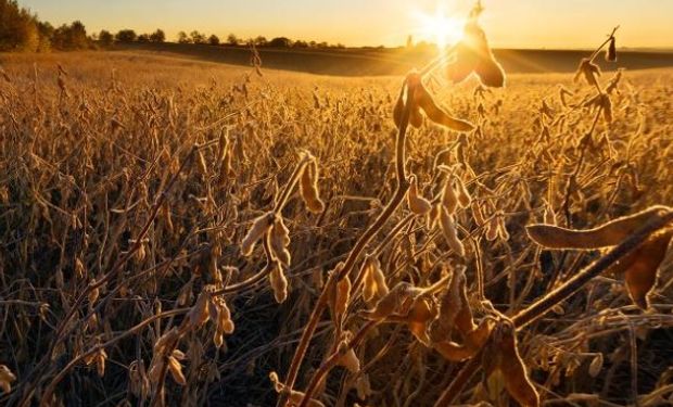 La soja en baja producto de ventas técnicas y lluvias benéficas en Brasil.