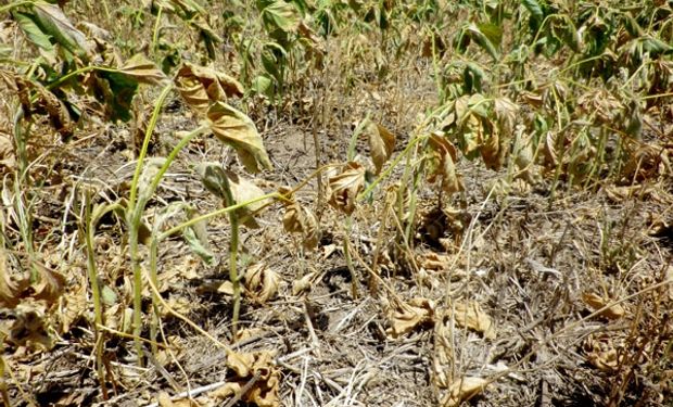La sequía ya es historia en el 65% de la región pampeana.