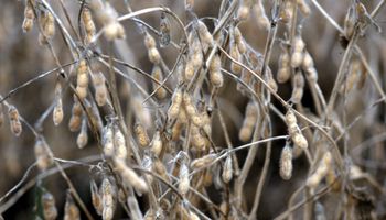 Clave: proteger la comercialización de soja con problemas de calidad