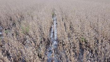 20 días de lluvias se cobraron 4 millones de toneladas