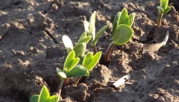Descartan un escenario de alta productividad para la soja