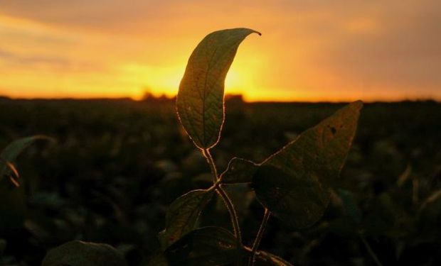 Un respaldo extra para los precios provino del clima seco en partes del norte de Brasil, donde la siembra de soja se está desarrollando.