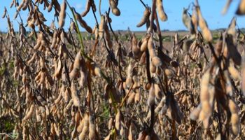 Bajas importantes en soja por toma de ganancias