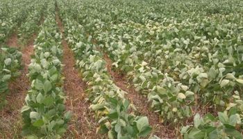 Nuevo recorte: ahora estiman 50 millones de toneladas de soja