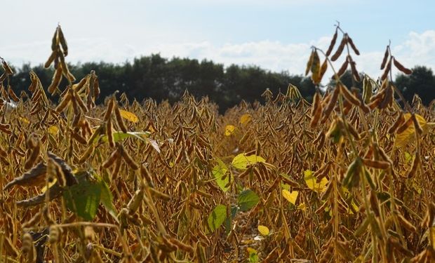 La superficie de soja alcanzaría los 20,5 millones de hectáreas.