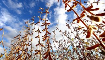 Soja: cosecha será mayor por impacto de El Niño