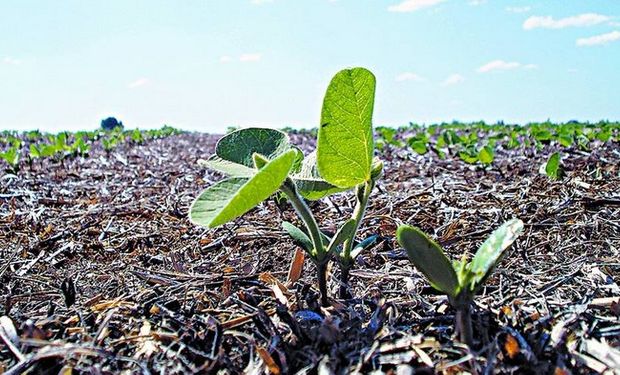 Monitoreo. Para determinar la incidencia de la plaga dentro del cultivo hay que abrir los brotes de soja y verificar la presencia de larvas. Para realizarlo se toman diez plantas al azar dentro del lote y se establece el porcentaje de plantas con larvas.