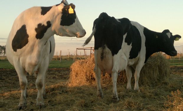 Representantes de Mastellone Hnos (La Serenísima) informaron a sus tamberos remitentes que desdoblarían el pago de la leche.