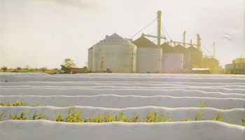El agro retiene soja a la espera de un ajuste en el dólar