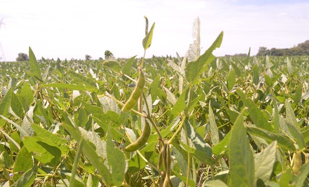 La estimación oficial realizada por la cartera agroindustrial prevé un alza del 4,5% en el área sojera.