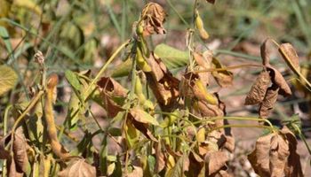 Soja: ¿cómo mejora el margen bruto una quita de retenciones?