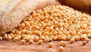 Por la crisis, se achicó el mercado formal de semillas de soja
