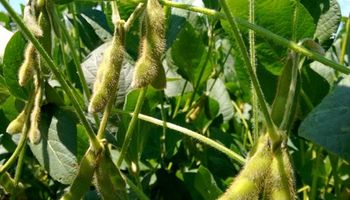 Expectativas de altos rendimientos para la cosecha de soja
