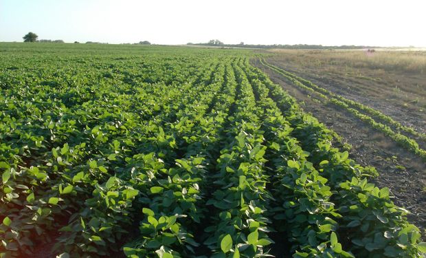 Agricultura. Tratamiento de las Sementeras.