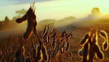 Bolivia: un buen lugar para invertir en soja