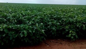 Reducen la estimación para la cosecha de soja en Brasil