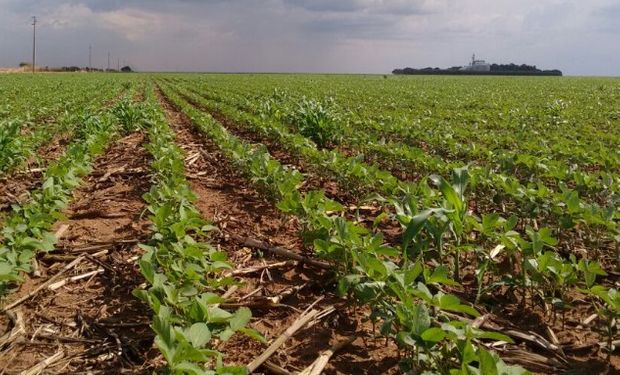 La siembra de la oleaginosa viene a toro ritmo en Brasil.